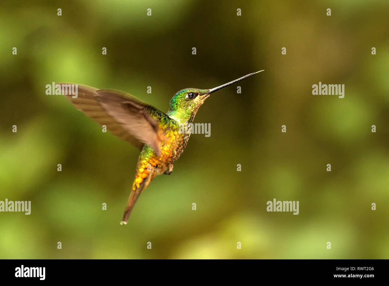 Golden-bellied starfrontlet planant dans l'air, la forêt tropicale, la Colombie, l'oiseau de sucer le nectar des fleurs de jardin,belle avec outst hummingbird Banque D'Images