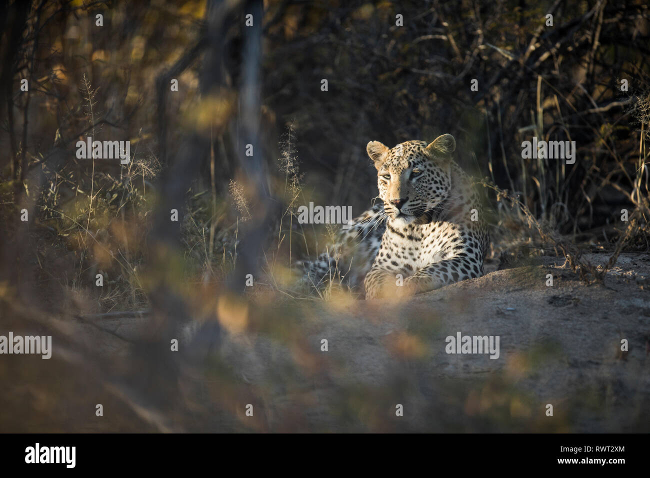 Leopard en fourré en Namibie. Banque D'Images