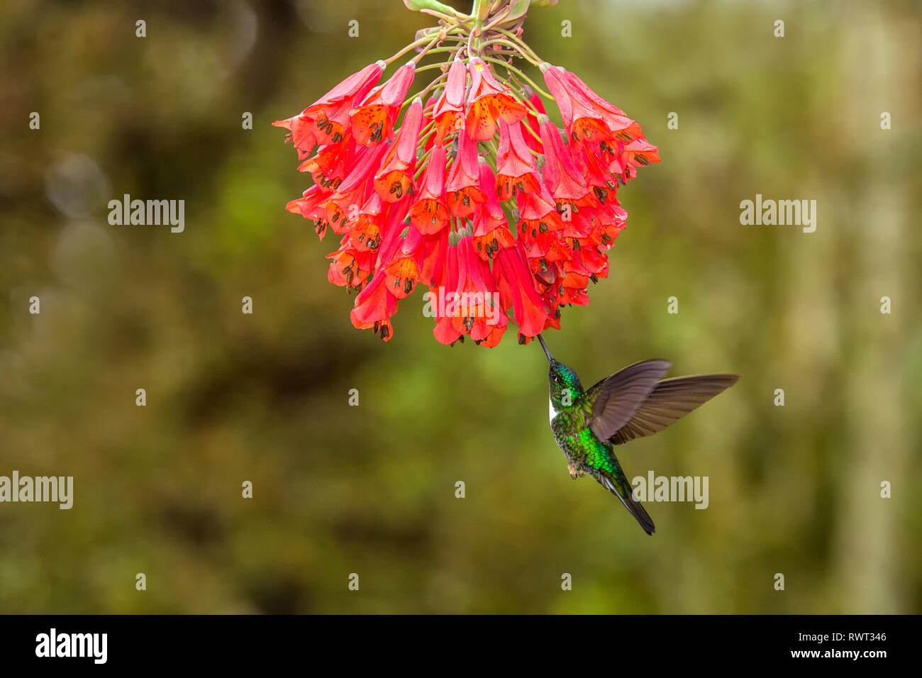 Inca à collier planant à côté de fleur rouge,la forêt tropicale, la Colombie, l'oiseau de sucer le nectar des fleurs dans le jardin magnifique avec outstretche,hummingbird Banque D'Images