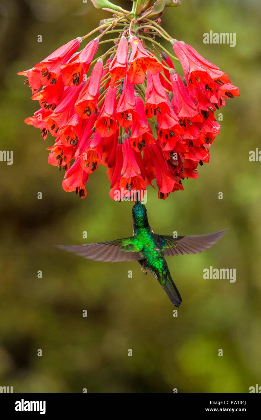Inca à collier planant à côté de fleur rouge,la forêt tropicale, la Colombie, l'oiseau de sucer le nectar des fleurs dans le jardin magnifique avec outstretche,hummingbird Banque D'Images