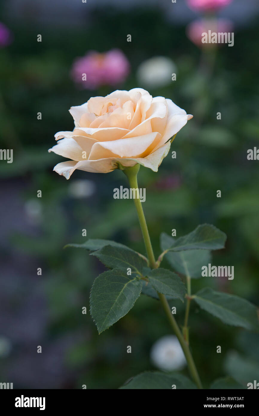 Fleur de rose blanche Banque de photographies et d'images à haute  résolution - Alamy