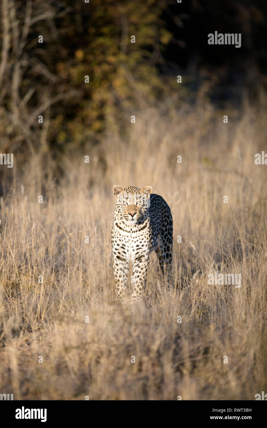 Un léopard d'or dans la lumière du matin. Banque D'Images