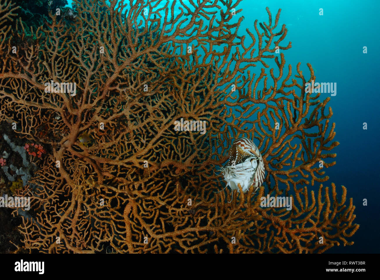 Nautilus s'y cache un ventilateur de mer géantes, Panglao, Philippines Banque D'Images