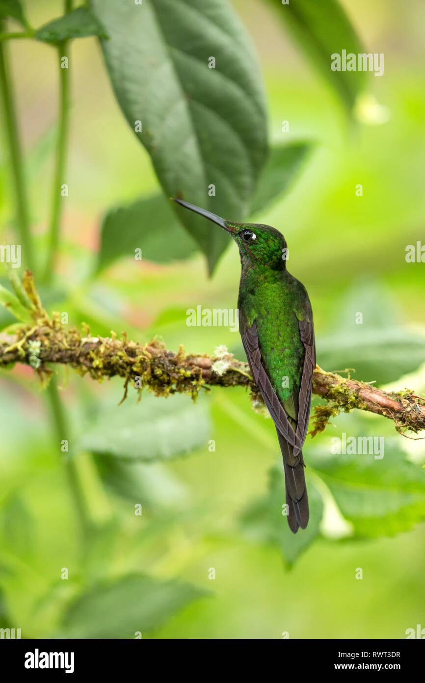 Brillant impératrice assis sur hummingbird, direction générale de la forêt tropicale,Colombie,bird perching,petit oiseau posé sur fleur dans jardin,bac claire Banque D'Images