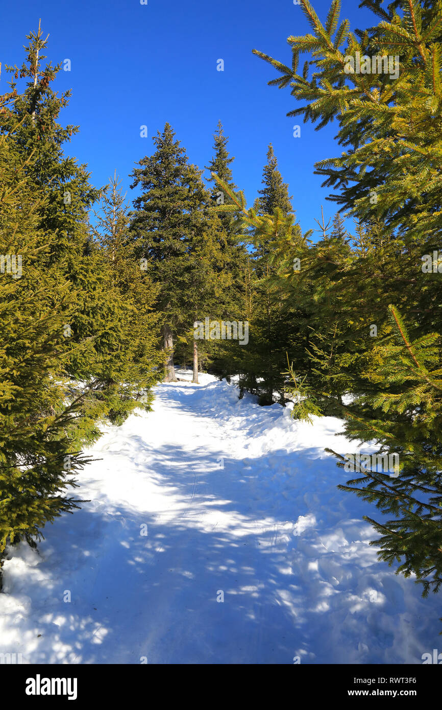 La neige dans les forêts de la station de montagne de Paltinis, près de Sibiu, en Transylvanie, Roumanie Banque D'Images