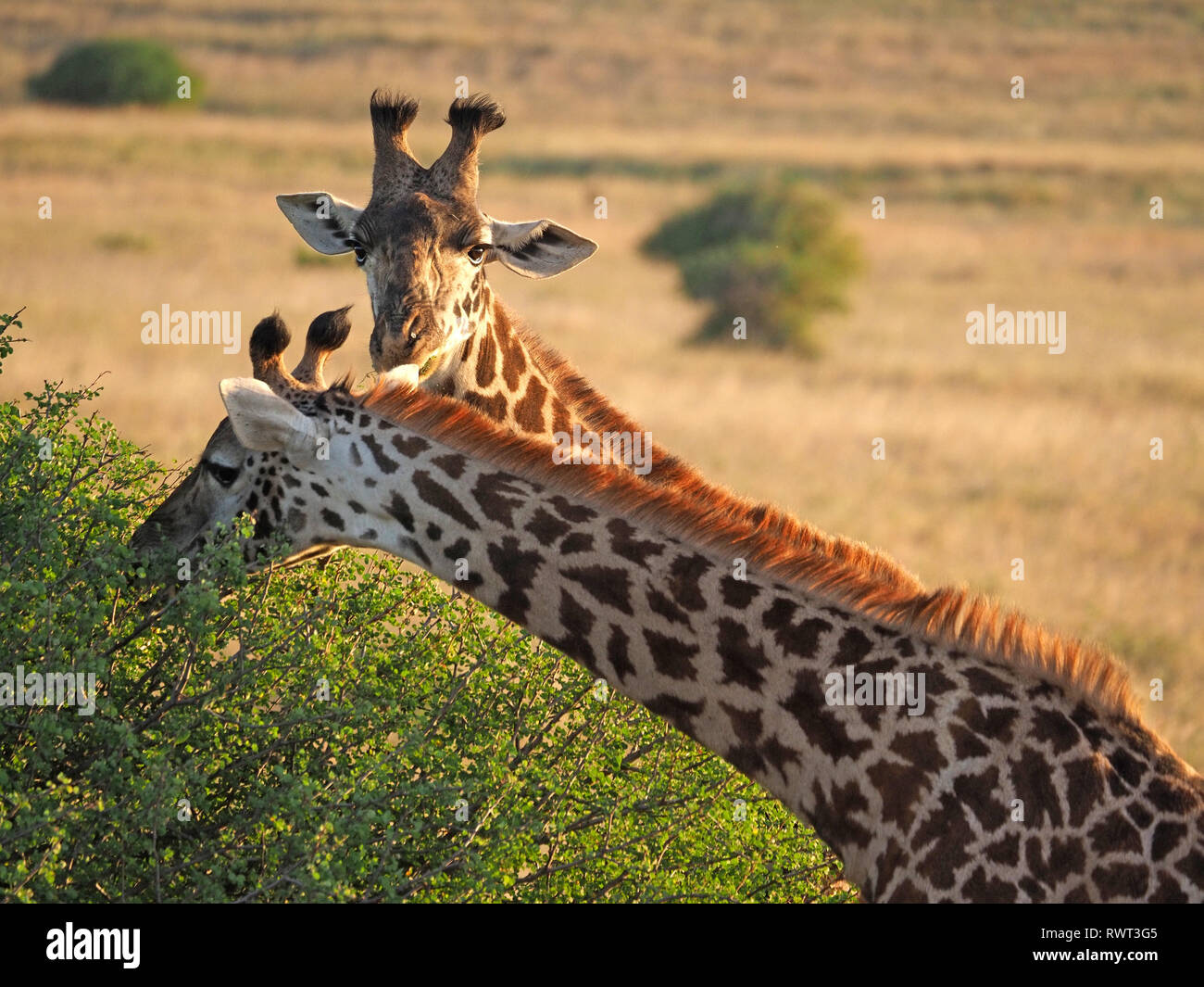 Deux Masai Girafe (Giraffa camelopardalis) tippelskirchii courbure vers le bas dans la synchronie parallèle pour parcourir l'acacia épineux à Nairobi, Kenya, Afrique NP Banque D'Images