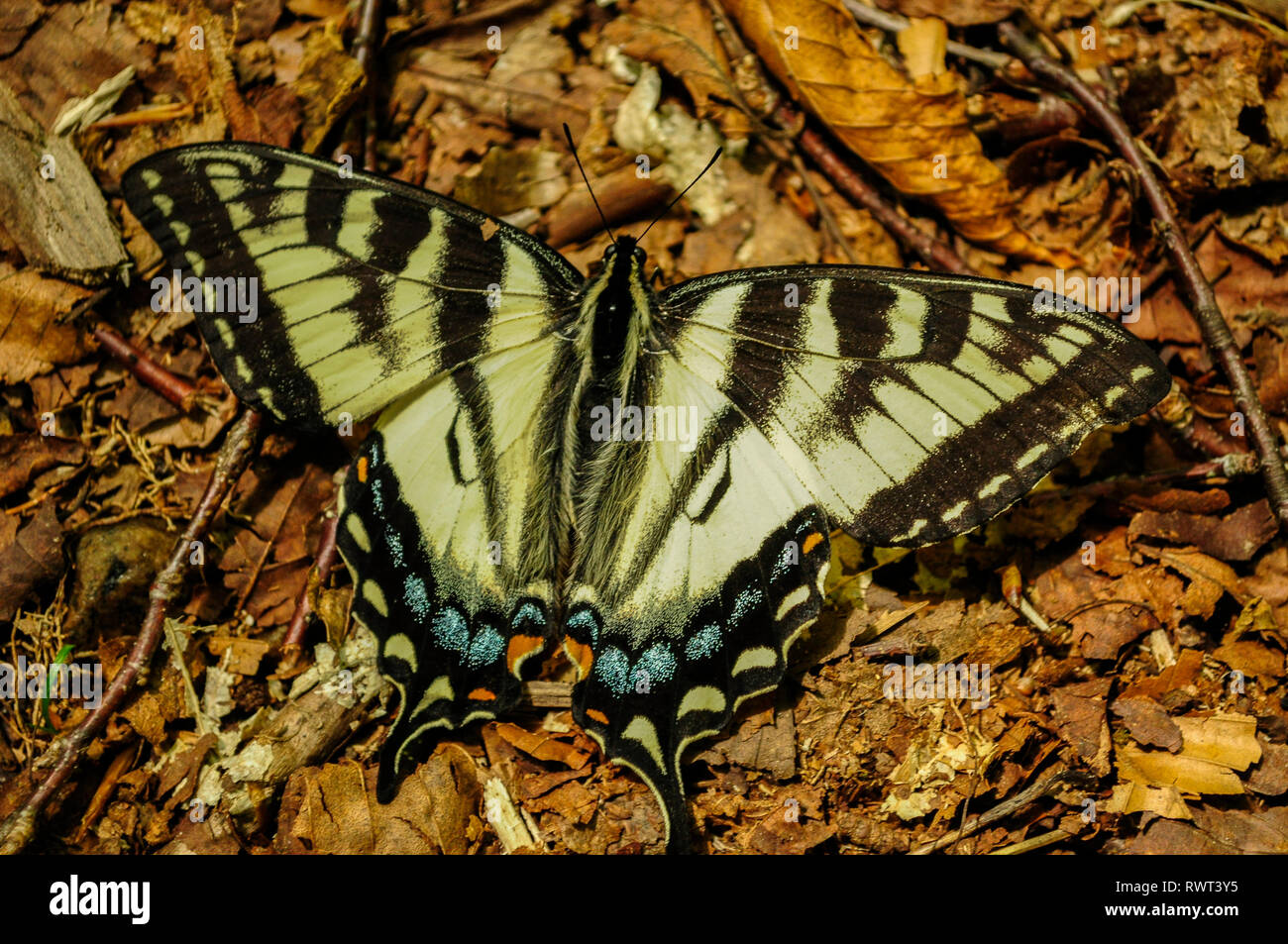 Eastern Tiger Swallowtail Butterfly (Papilio glaucus) dans les Adirondacks de l'État de New York Banque D'Images