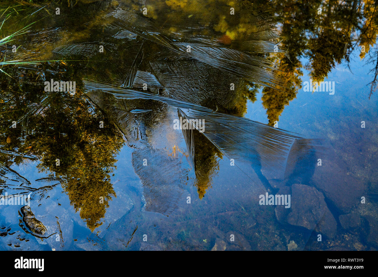Les modèles de glace et des réflexions sur les lacs de cèdre de l'Ouest Canada lacs en région sauvage Réserve forestière de l'Adirondack dans l'État de New York Banque D'Images