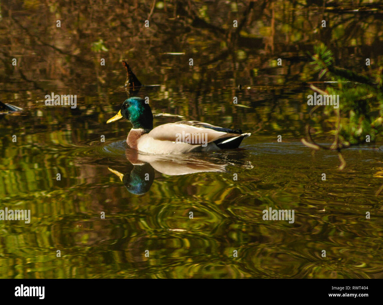 Un mâle canard colvert, Anas platyrhynchos, sur un étang au centre de l'environnement cinq rivières dans Delmar, New York USA Banque D'Images