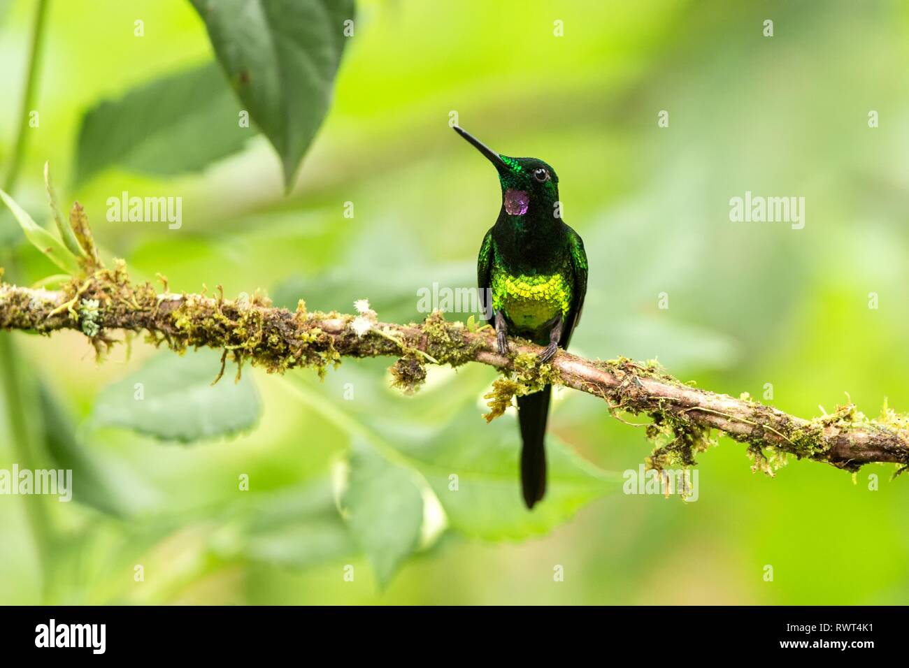 Brillant impératrice assis sur hummingbird, direction générale de la forêt tropicale,Colombie,bird perching,petit oiseau posé sur fleur dans jardin,bac claire Banque D'Images