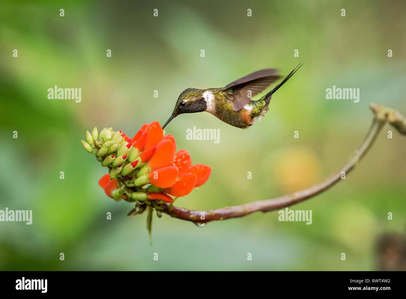Purple-throated woodstar planer à côté de fleur orange,forêt tropicale, Colombie, oiseau de sucer le nectar des fleurs de jardin,belle hummingbird wi Banque D'Images