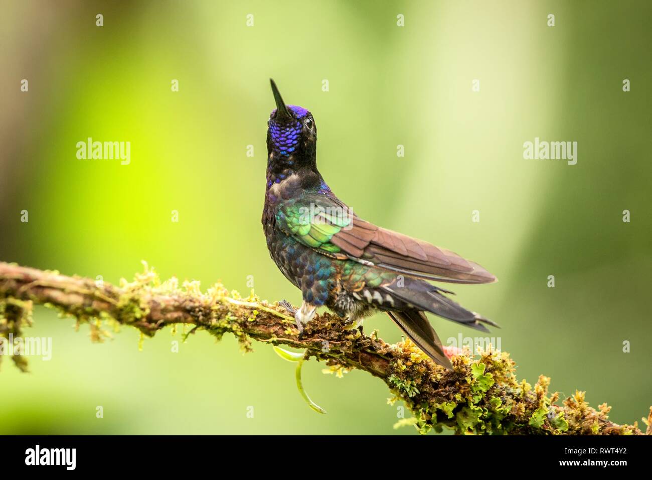 Couronne mauve assis sur branch, hummingbird de la forêt tropicale,Colombie,bird perching,petit oiseau posé sur fleur en zone claire,jardin Banque D'Images