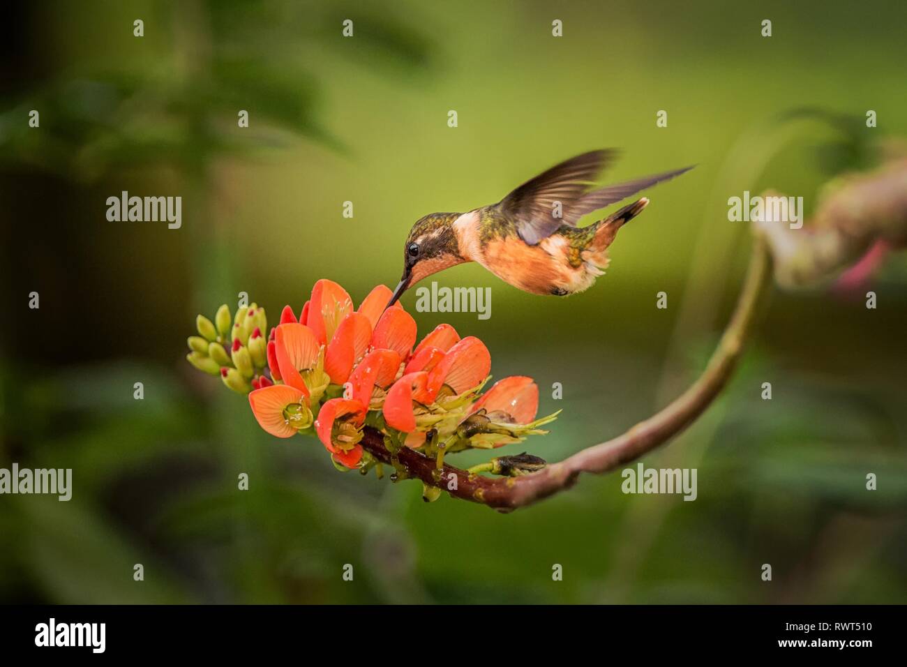 Purple-throated woodstar planer à côté de fleur orange,forêt tropicale, Colombie, oiseau de sucer le nectar des fleurs de jardin,belle hummingbird wi Banque D'Images