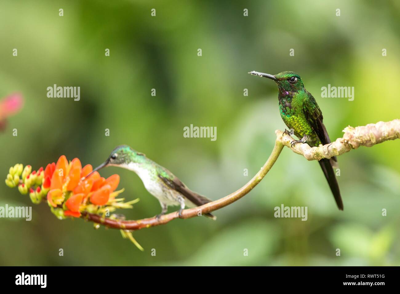 Deux Oiseaux Mouches Assis Sur Branche Avec Fleurs Orange