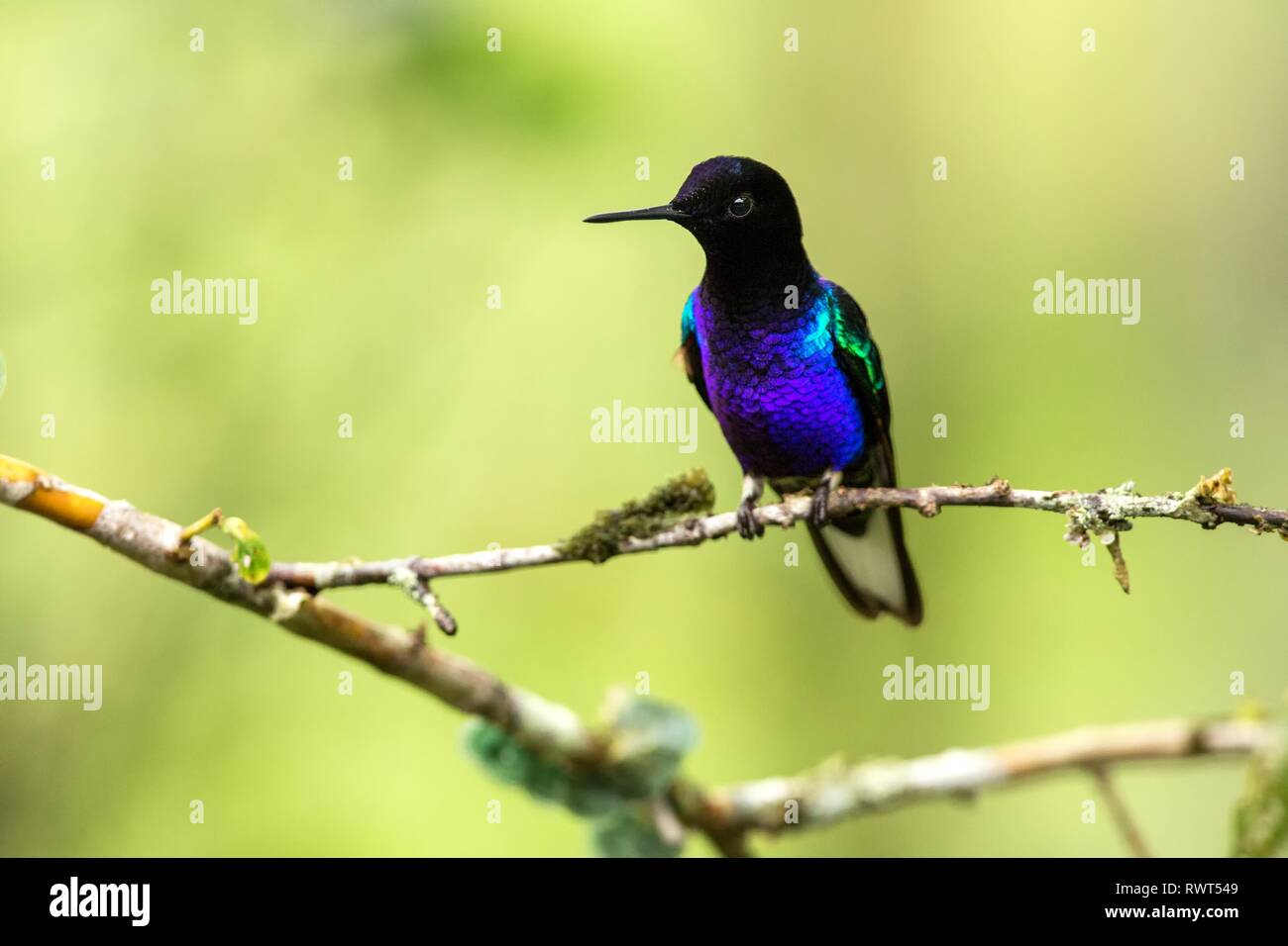 Velvet-purple coronet assis sur hummingbird, direction générale de la forêt tropicale,Colombie,bird perching,petit oiseau posé sur fleur en bois clair Banque D'Images