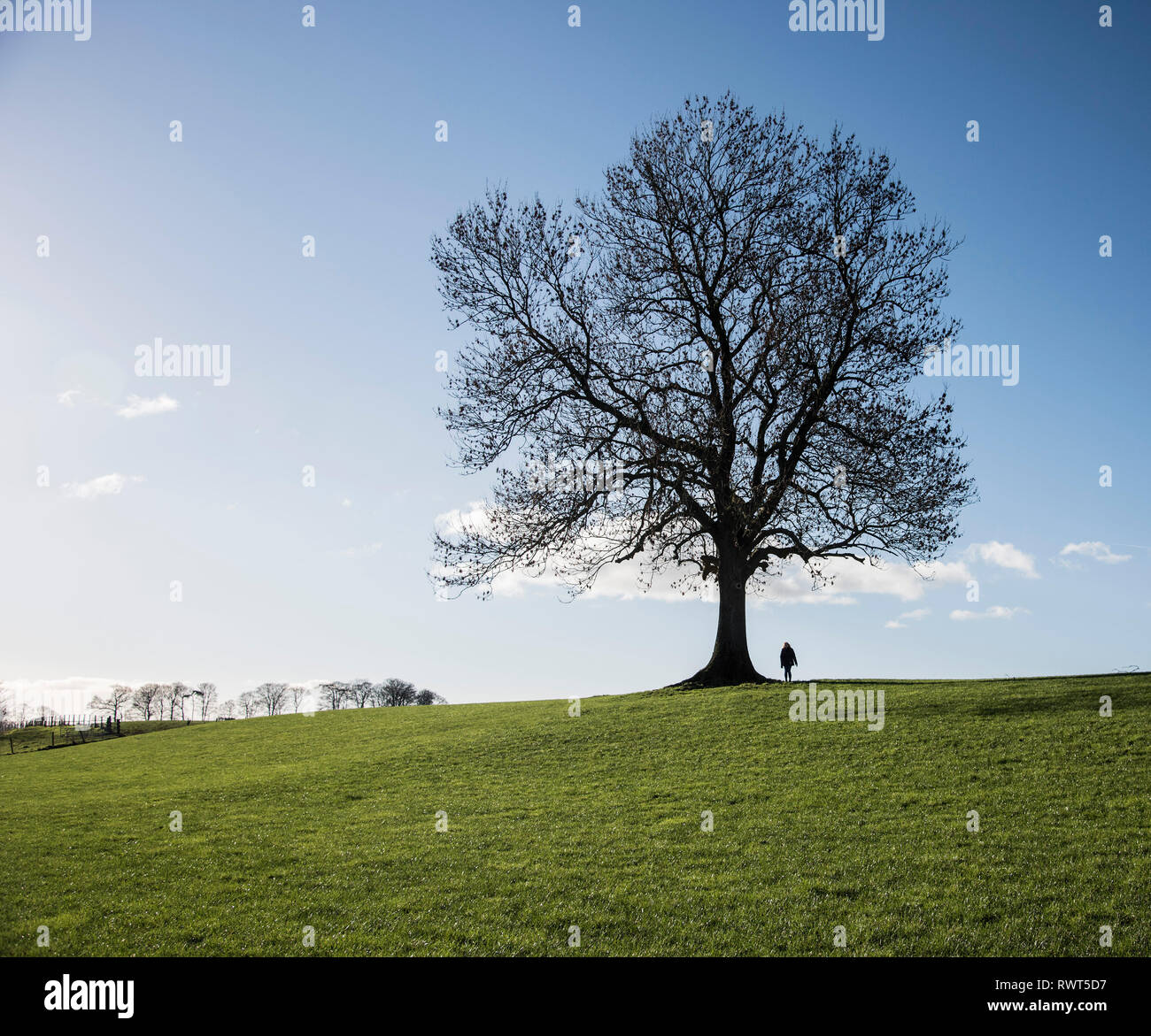Un seul arbre sans feuilles avec une seule personne silhouettée contre un ciel bleu clair. Banque D'Images