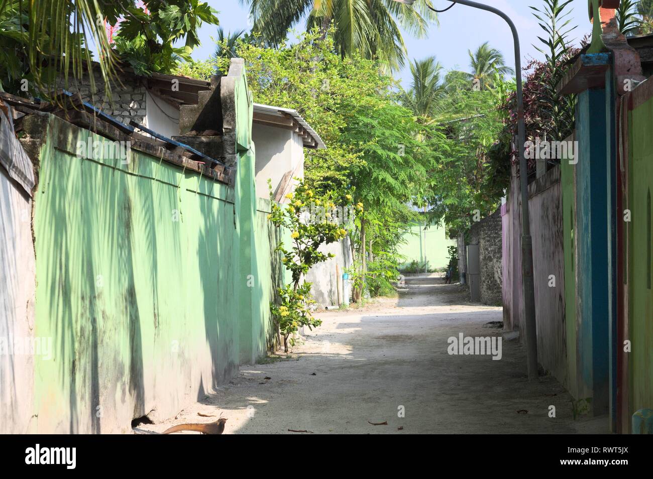 Rue maldivienne typique de palmiers et maisons colorées (Ari Atoll, Maldives) Banque D'Images