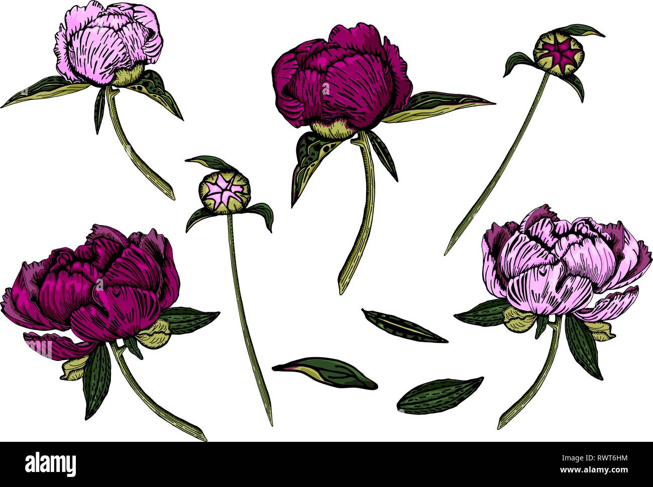 Vector illustration de fleurs colorées, les bourgeons et les feuilles. La pivoine, plantes colorées isolé sur fond blanc, à la main. Illustration de Vecteur