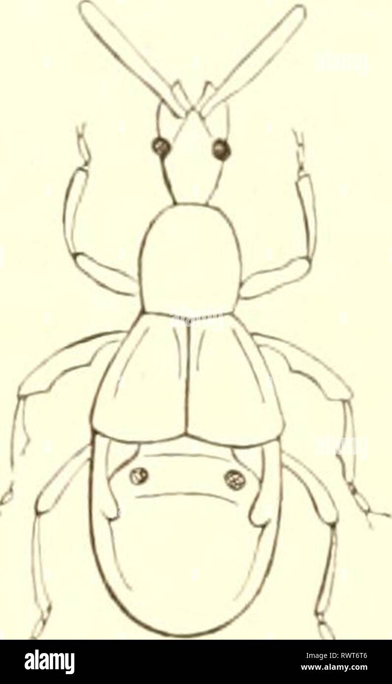 Encyclopédie d'histoire naturelle ; ou, traité EncyclopÃ©die d'histoire naturelle ; ou, traitÃ© complet de cette science d'aprÃ¨s les travaux des naturalistes les plus Ã©minents de tous les pays et de toutes les Ã©poques : Buffon, Daubenton, LacÃ©pÃ¨de, G. Cuvier, F. Cuvier, Geoffroy Saint-Hilaire, Latreille, de Jussieu, Brongniart, etc encyclopdiedhi06chens Année : [186- ?-187- ?] CnLEOPTERES. 145 aiahic'iuc nlii&gt;r ; xÂ€5' ;, .intenrip. Fig. Articerus 110 antennes presque droites, d'un seul article, en massue allongÃ©e, cylin- drique, tronquÃ©e Ã l'extrÃ©mitÃ© ; yeux distinctement latÃ©raux, pr Banque D'Images