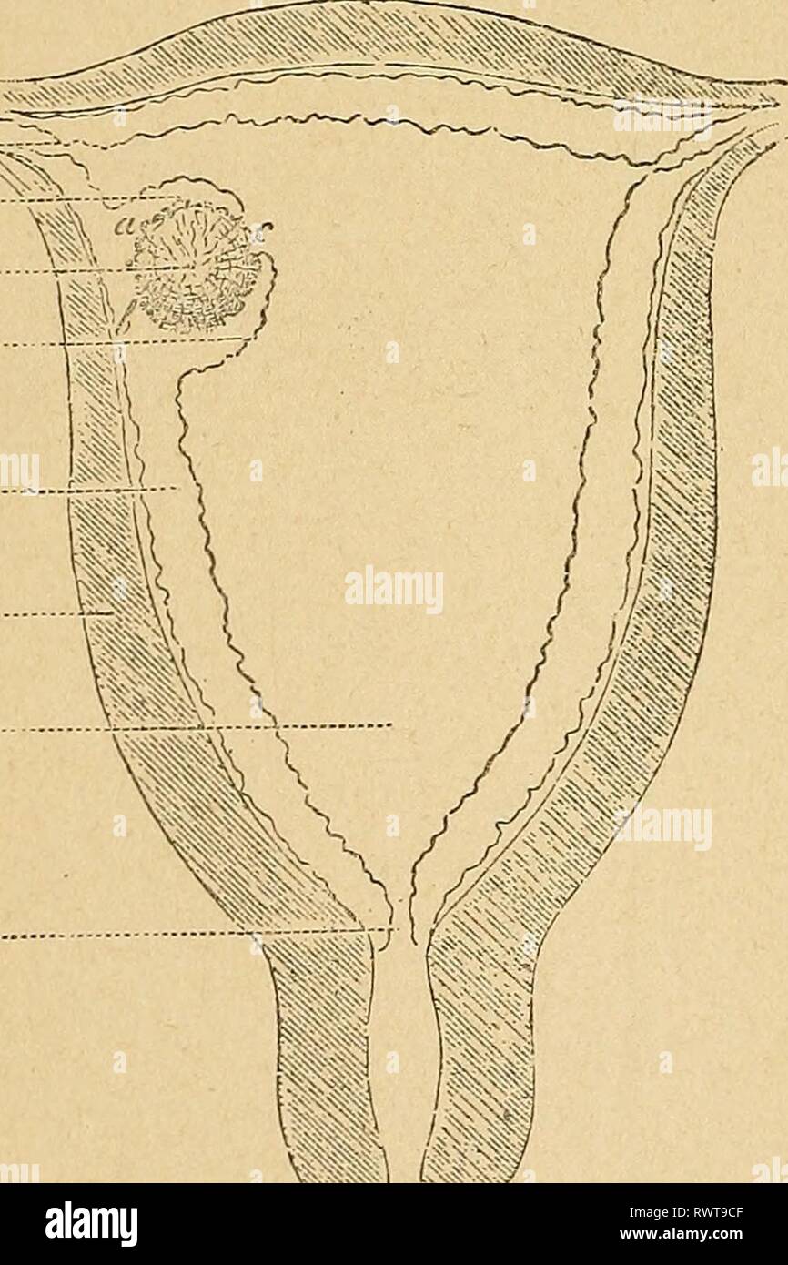 Eléments d'anatomie et de physiologie ElÃ©ments d'anatomie et de physiologie gÃ©nitale et obstÃ©tricale ; prÃ©cÃ©des de la description sommaire du corps humain a l'usage des sages-femmes elmentsdanatom00pozz Année : 1894 - 2i2 L'OEUF ET SON ÃVOLUTION vingtiÃ me¨vers le jour. C'est aussi environ Ã partir de ce moment et jusqu'au quatre-vingt-diziÃ ¨ me jour que s'Ã©tendent la pÃ©riode embryonnaire (de la troisiÃ me¨semaine Ã la fin du mois lunaire troisiÃ me¨). On voit alors ses villositÃ©s se flÃ©trir, s'atrophier au niveau de la rÃ©gion placentaire. De l'embryon Ã ses diffÃ©rentes Ã¢ges. Â CaractÃ¨res Banque D'Images