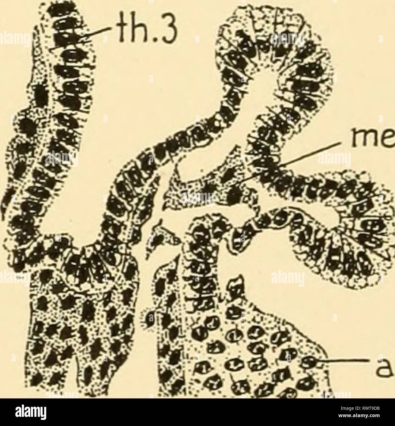 L'embryologie d'insectes et de myriapodes ; l'embryologie d'insectes et de myriapodes ; l'histoire du développement des insectes, mille-pattes, et de l'oeuf millepedes desposition [ !] embryologyofinse à couver à joha00Année : 1941 une paire d'invaginations profondes dirigée médialement surgit juste derrière la mandi- bles qui fusionnent avec les invaginations en forme de T pour former le tentorium. La face dorsale des bras surgissent après que tentorial des excroissances du tentorial antérieure des bras. L'apodèmes céphaliques mandibulaires surviennent à l'étape de 90 heures comme une paire de profonde invagina- tions près du milieu de la face interne de la base de la mandibule. Le Lowe Banque D'Images
