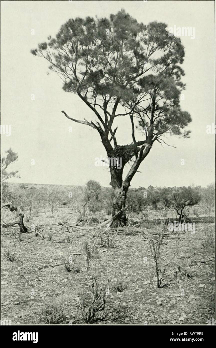 L'EMU (1901) Banque D'Images