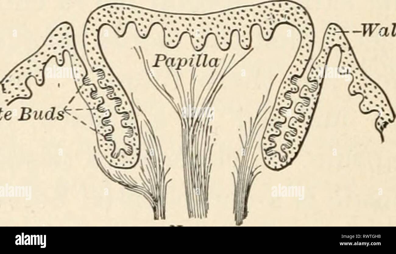 Éléments de biologie ; un des éléments pratiques de la biologie ; un texte utile-livre de corréler la botanique, la zoologie et la physiologie humaine elementsofbiolog00hunt Année : [c1907] A, papilles, isolé à partir de la région dont le projet de fin de l'extrémité des cellules du goût ; S, le soutien ou la protection de la cellule ; C, cellule sensorielle. -Wall facilement trouvés sur votre propre langue maternelle si une goutte de vinaigre est placé sur sa large surface. Dans les plis, entre ces projections sur le haut et l'arrière du cadre de la langue, sont lo- cation les organes du goût. Ces organes sont appelés papilles. Chacune des papilles est composé d'une collection de forme- fusée Banque D'Images