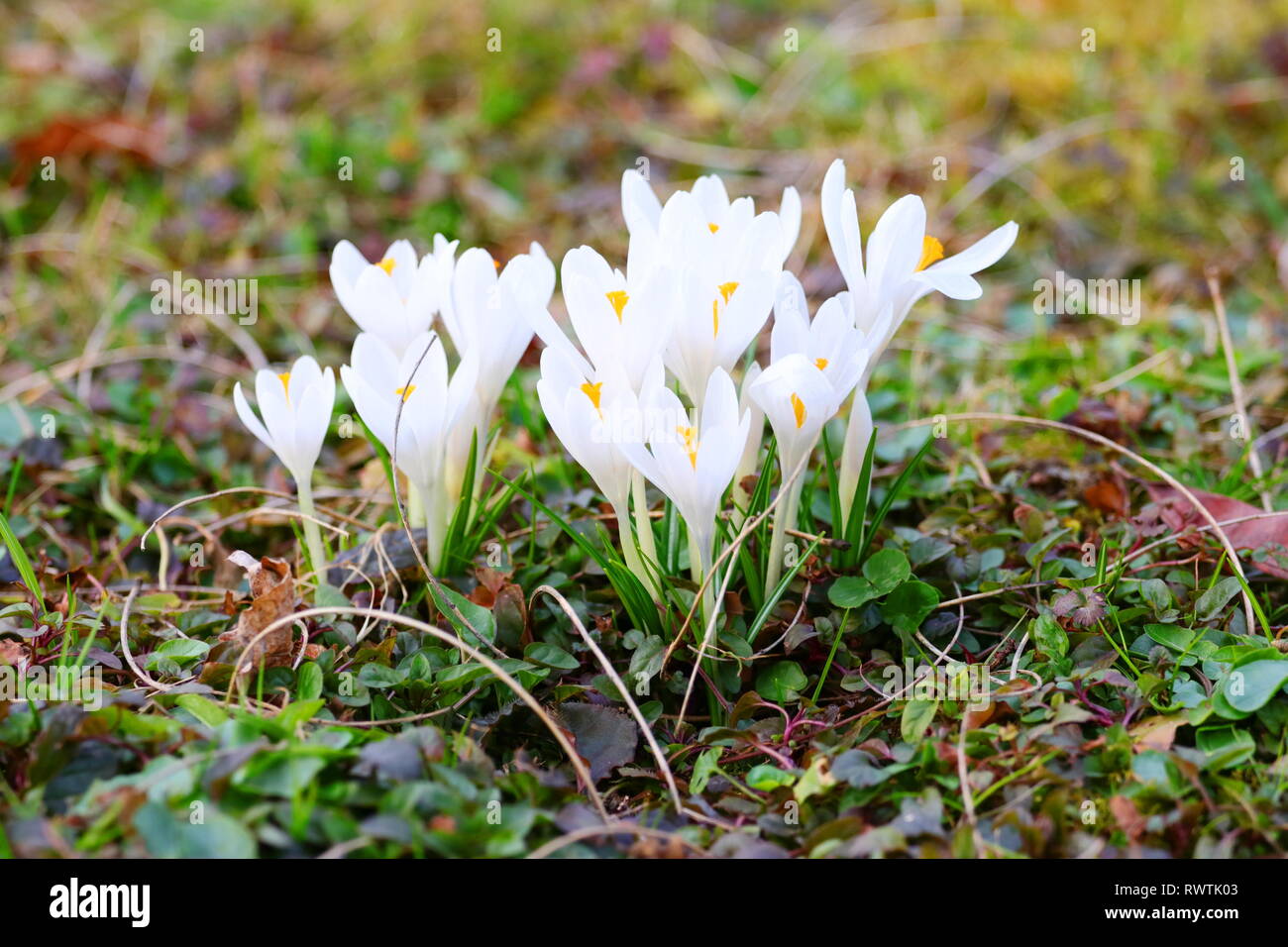 Crocus blanc fleurs sur prairie au printemps Banque D'Images