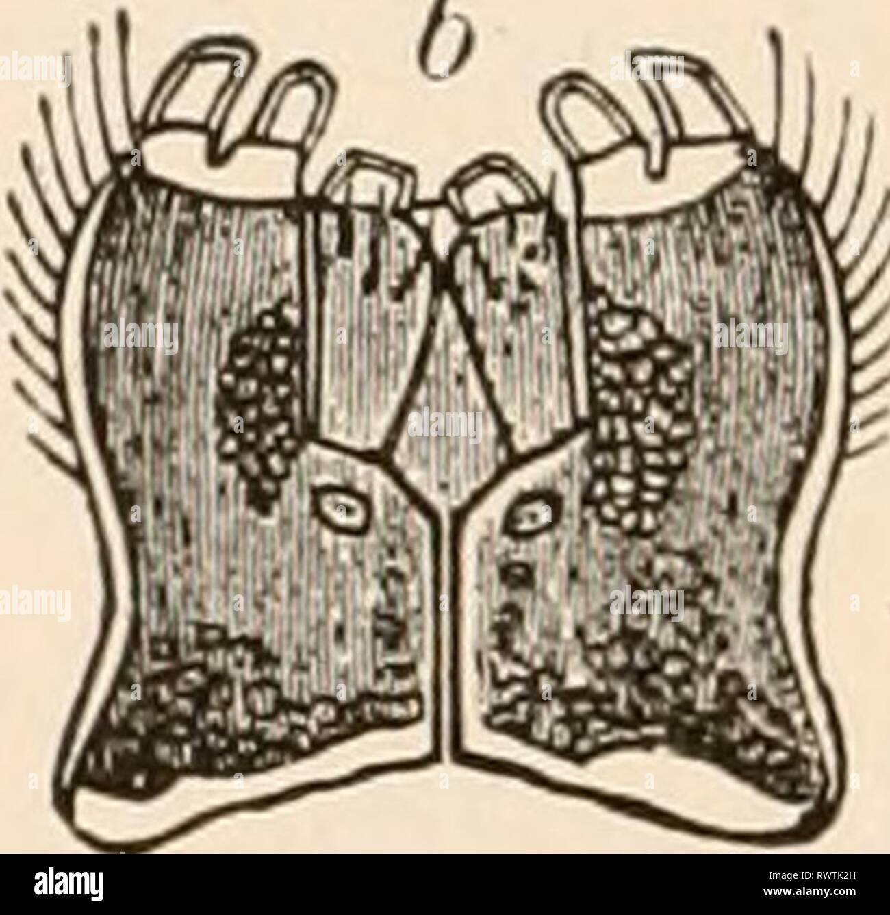 Texte-livre élémentaire de zoologie, tr Banque D'Images