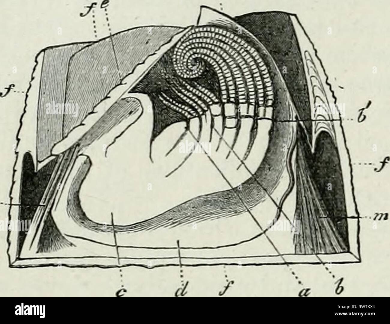 Éléments de l'anatomie comparée (1878) Banque D'Images