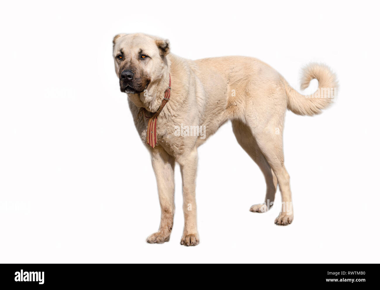 (Chien de berger d'Anatolie kangal sivas) dans les régions isolées sur fond blanc Banque D'Images
