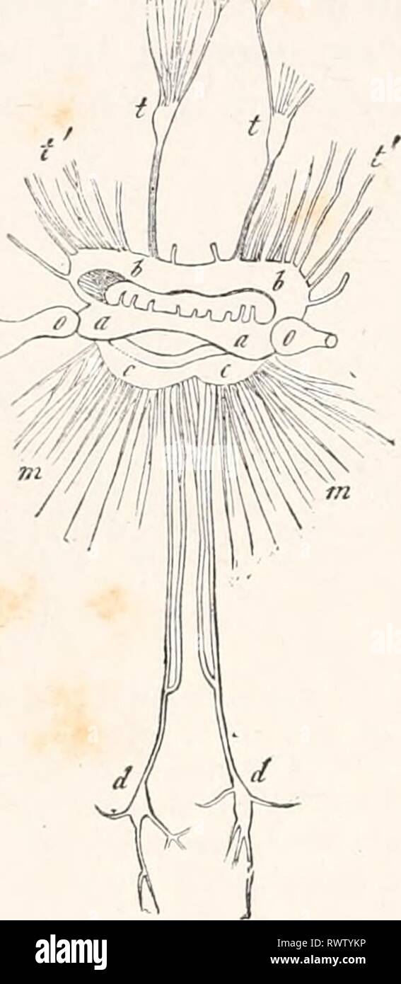 Éléments de l'anatomie comparée (1878) Éléments d'anatomie comparative elementsofcompar00gege Année : 1878 350 anatomie comparative. wiw sont également trouvés dans le Cephalopoda ; mais elles sont plus étroitement rapprochées en conséquence du raccourcissement de leur com- missures. Former un anneau autour de l'oesophage. Dans le Dibranchiata cet anneau est fermé par le cartilage céphalique de telle manière que les nerfs périphériques passent à travers foramina dans elle. Dans Nautilus, la partie supérieure de l'œsophage est formé par une masse nerveuse disposé transversalement (Fig. 186, aa) ; les nerfs sensoriels de l'o Banque D'Images