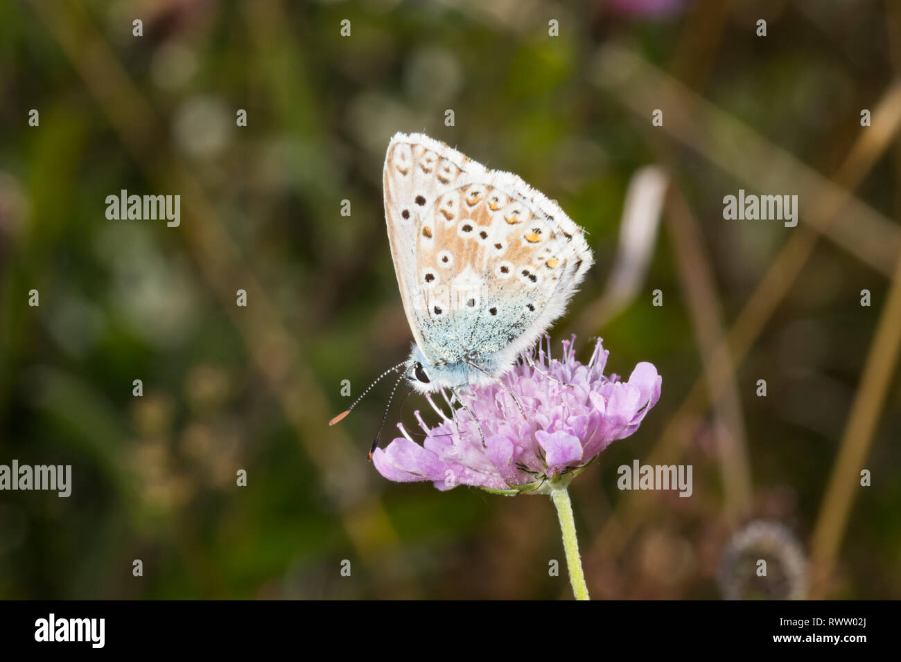 Un papillon bleu Chalk Hill (Polyommatus corydon) se nourrissent d'une fleur. Banque D'Images