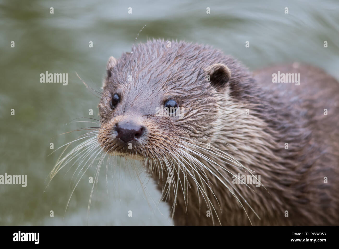 Une loutre (Lutra lutra), également connu sous le nom de la loutre d'Europe, la loutre de rivière, loutre commune, du vieux monde et la loutre. Banque D'Images