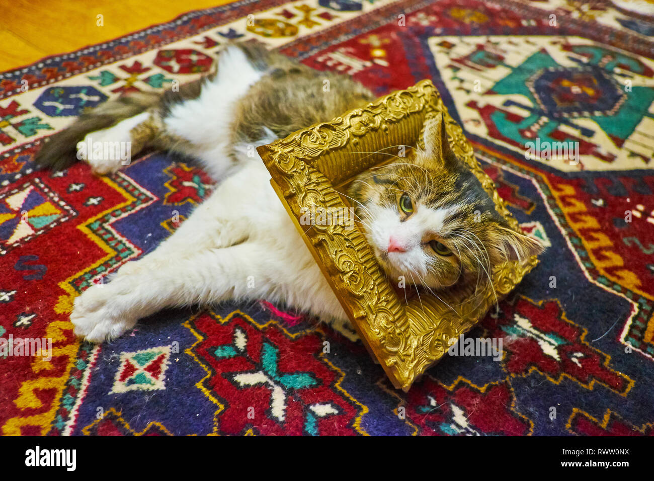 Le Chat Botte Banque D Image Et Photos Alamy