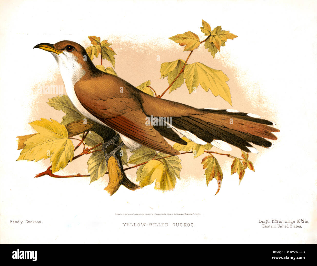 Prang xixe siècle animal prints - Yellow-billed Cuckoo ca. 1874 - de la famille des coucous Banque D'Images