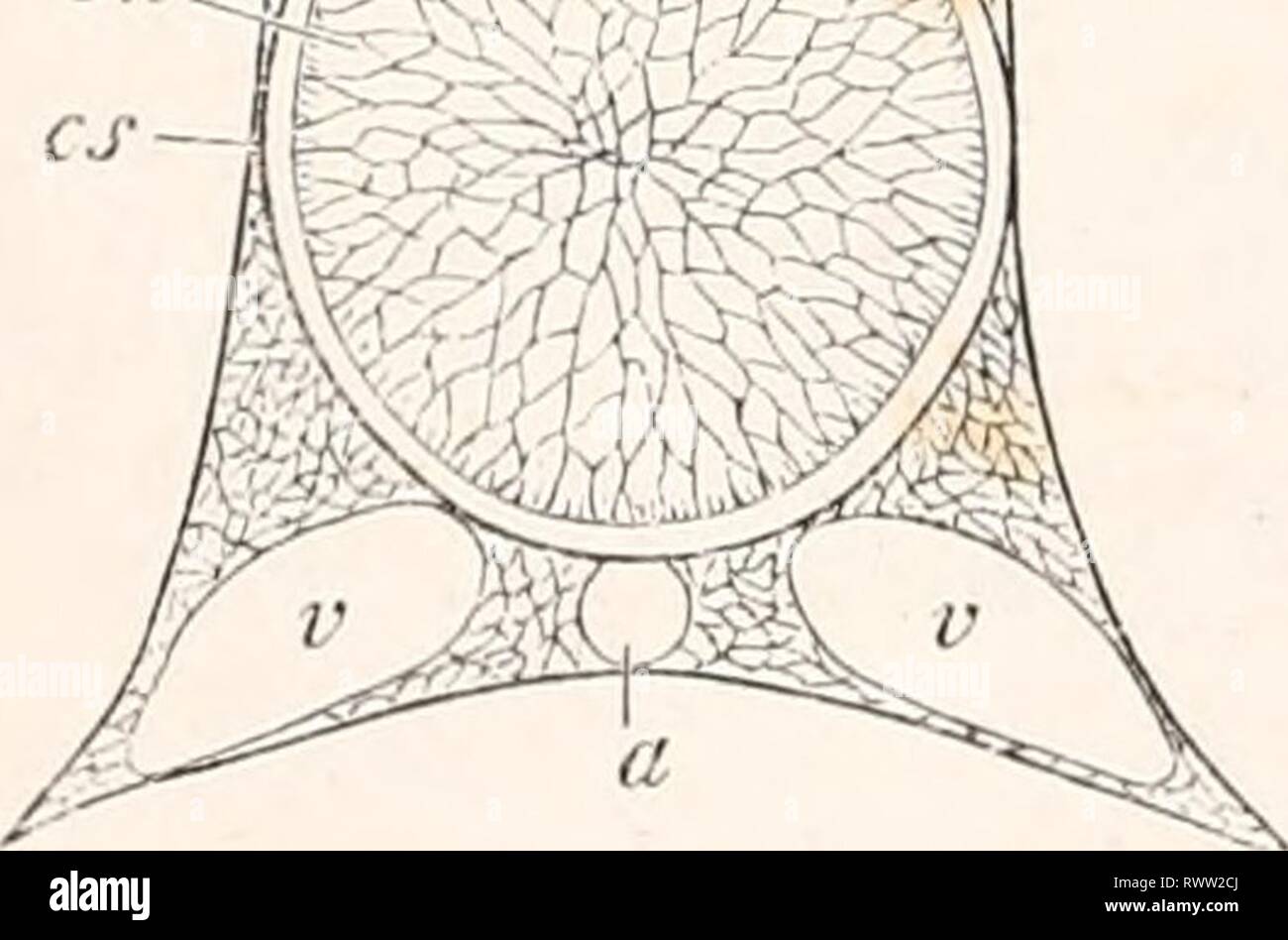 Éléments de l'anatomie comparée (1878) Éléments d'anatomie comparative elementsofcompar00gege Année : 1878 Fig. 221 a. Section à travers la colonne vertébrale des am- moccctes. Ch Chorda. cs gaine Chordal. vi à la colonne vertébrale, une aorte, v les veines. Banque D'Images
