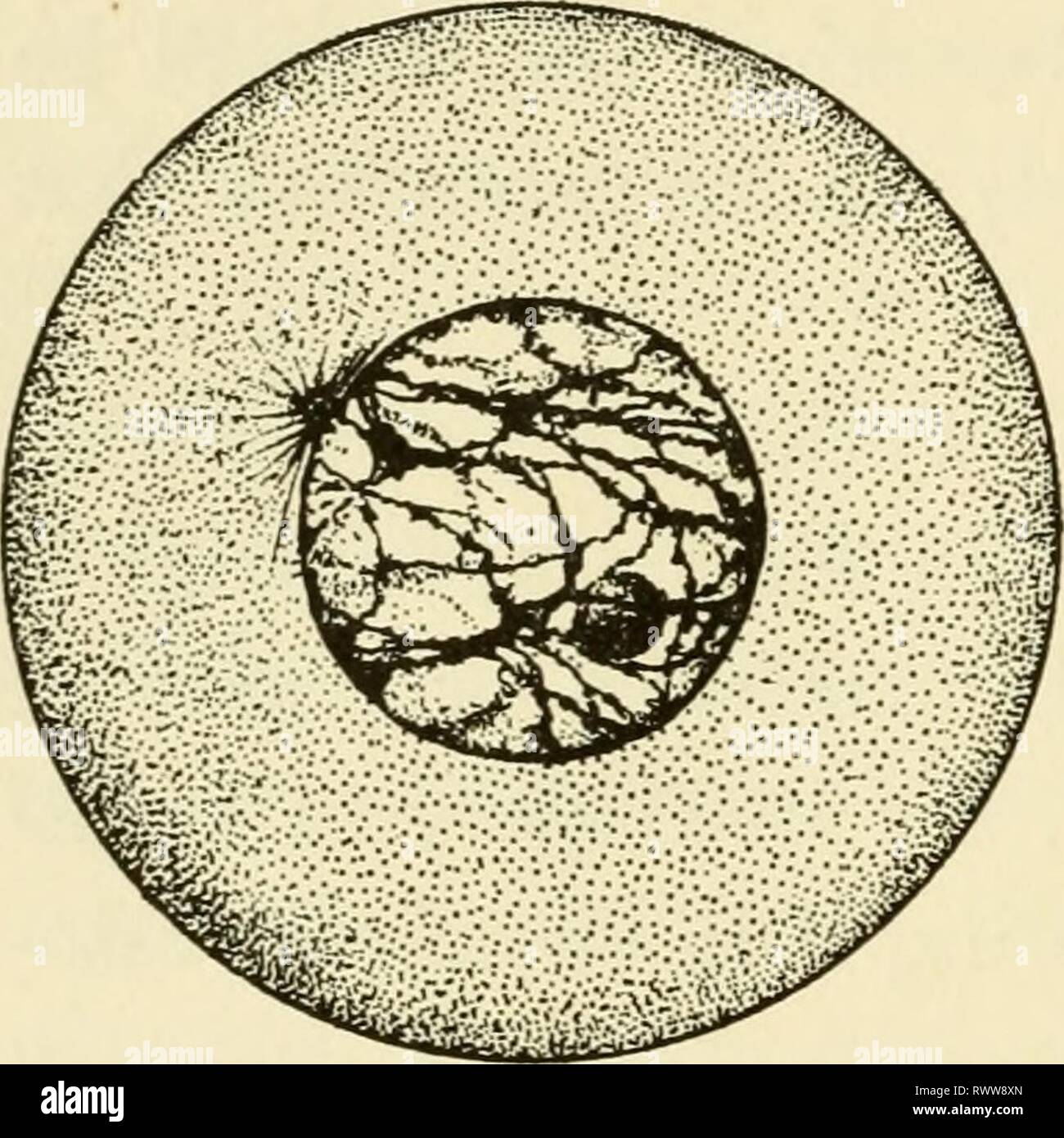 Éléments de biologie, avec des éléments spéciaux de la biologie, en particulier, sur leur rôle dans la vie des animaux elementsofbiolog00buch Année : 1933 3o6 ÉLÉMENTS DE CELLULES BIOLOGIE restaure une zone plus importante en proportion de volume, mais ce n'est certainement pas toute la cause de la division cellulaire. Pas plus que les processus physiques et chimiques qui causent les phénomènes nucléaires sur le point d'être décrites, connu. Nous sommes donc limités à des descriptions du processus comme vu sous le microscope. Amitosis et la mitose. Dans la division finale de cellules dans le dif- ferentiation de certains tissus au cours du développement, et Banque D'Images