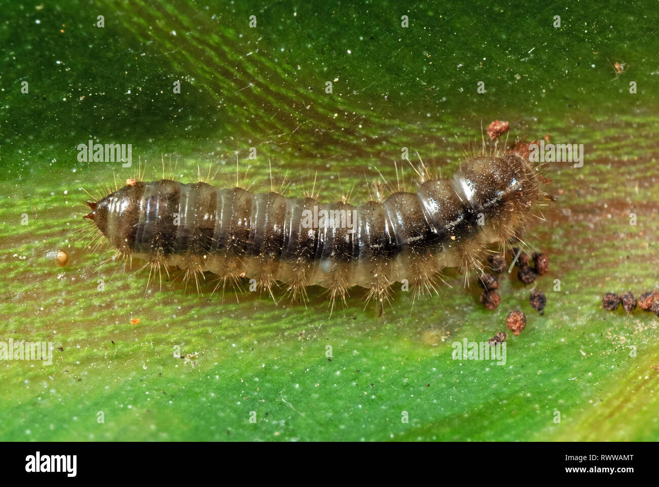 La macro photographie de Caterpillar sur feuille verte Banque D'Images
