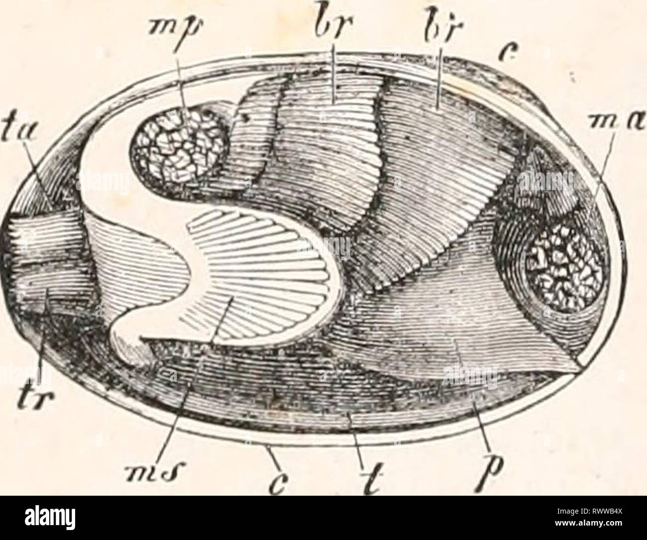 Éléments de l'anatomie comparée (1878) Éléments d'anatomie comparative elementsofcompar00gege Année : 1878 Fi° 168. Vue latérale de la cavité du manteau d'un manteau ; le droit Mactra-scie a été supprimée. br br' Branchia ?. t tentacule, ta tr Siphons. mp, l'adducteur postérieur p pied, c'umbo. 5)ia antérieur, des parties distinctes du manteau ; ou il peut y avoir un tube respiratoire, qui est siuo-lo à l'externe, et est seulement divisé en deux canaux en interne par une cloison ; ou les deux conditions peuvent être combinées (Fio 1G8, tr ta) ; ou, enfin, deux tubes complètement distincts peuvent être mis au point : un supérieur, t Banque D'Images