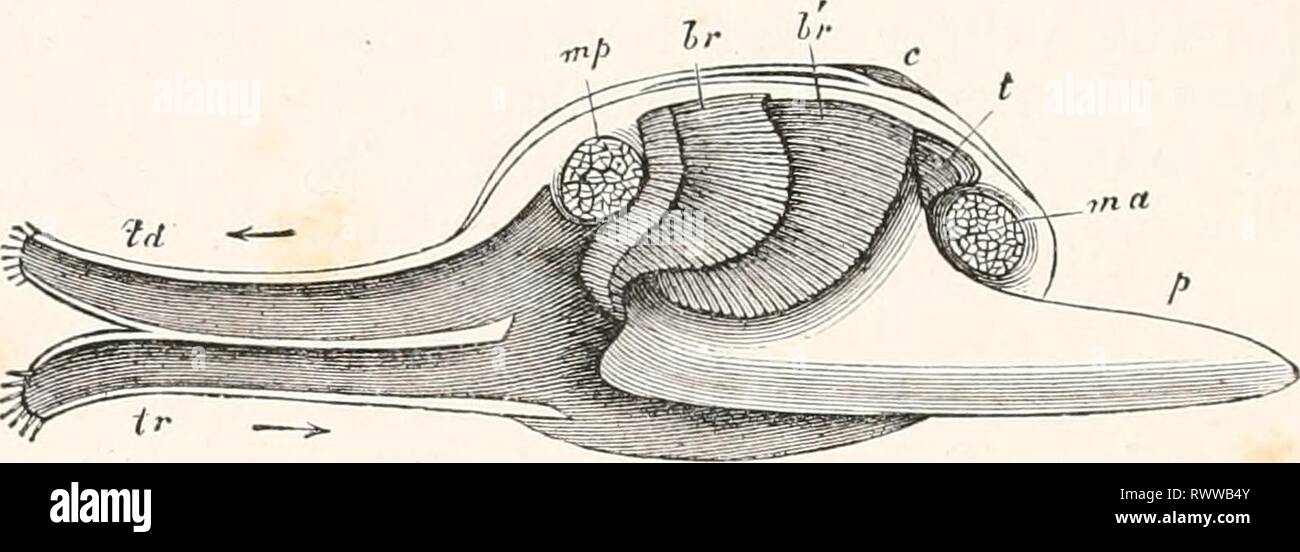 Éléments de l'anatomie comparée (1878) Éléments d'anatomie comparative elementsofcompar00gege Année : 1878 320 L'anatomie comparée, les deux flux d'eau d'entrer et de s'en échapper avec une plus grande régularité. Le moins de concrescence qui est observé, donne lieu à une plus grande, et une plus petite, l'orifice postérieur (Mytilidse). L'ancien sert d'exutoire pour le pied, et que l'orifice d'entrée pour l'alimentation, alors que le second, dans la correspondance avec sa position, est l'orifice de sortie pour l'fcecal, et de l'eau qui a servi de respi- ration. Dans le Chamacea) Banque D'Images