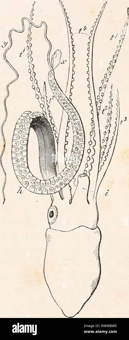 Éléments de l'anatomie comparée (1878) Éléments d'anatomie comparative elementsofcompar00gege Année : 1878 APPENDICES DE MOLLUSQUES. 3^7 tous Dibranchiata. Les armoiries de l'Octopoda, comme les semblables dans les Decapoda, sont reliés à leur base par un site web, ex- cepting la paire qui sont le plus près de l'autre de l'entonnoir. Cette membrane de raccordement s'étend plus loin dans certains Octopoda ; parfois sur quelques-unes des armes seulement (quatre en Tremoctopus), ou sur eux tous (Histioteuthis, plus complètement dans Cirroteuthis), et se poursuit jusqu'à l'extrémité des bras. Les ventouses sont des structures spéciales Banque D'Images