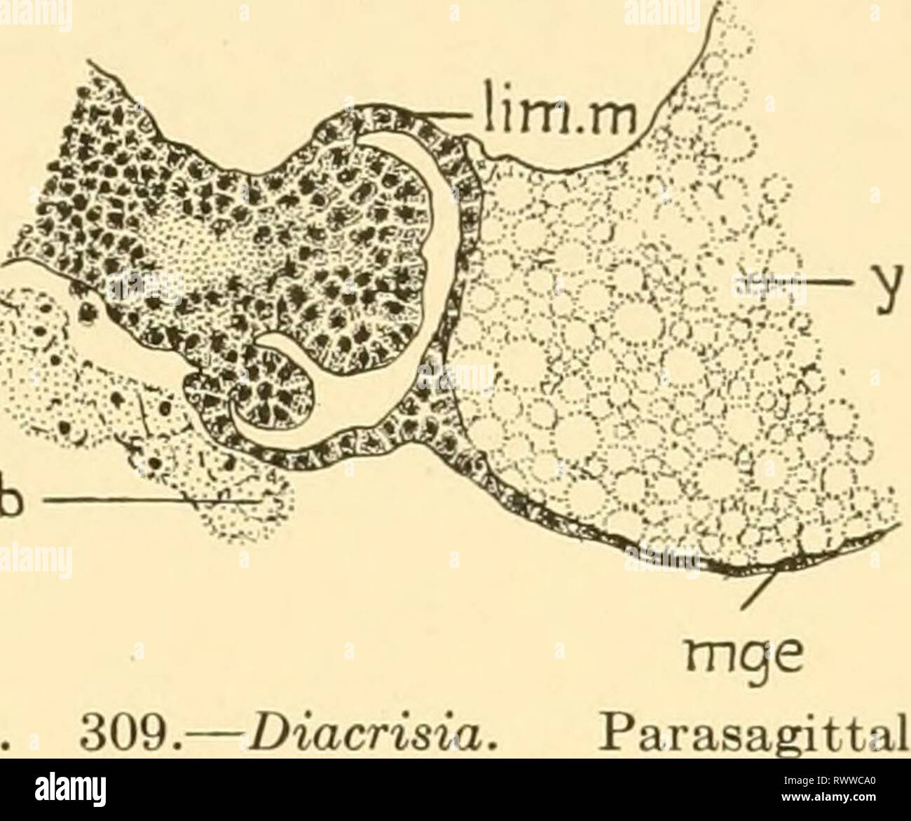 L'embryologie d'insectes et de myriapodes ; l'embryologie d'insectes et de myriapodes ; l'histoire du développement des insectes, mille-pattes, et de l'oeuf millepedes desposition [ !] embryologyofinse à couver à joha00Année : 1941 trichoptères lépidoptères et 349 le proctodaeum (Fig. 306A) est aussi longue que le stomodaeum mais avec de plus grandes lumen. Les tubes de Malpighi se présentent à son extrémité, trois de chaque côté ; et comme ils se développent, ils s'étendent parallèlement et de bas pendant environ trois quarts de sa longueur. Si provenance ancien d'une paire d'invaginations de la même manière que décrite par Schwartze (1899) pour le sho, Lasiocampa Banque D'Images