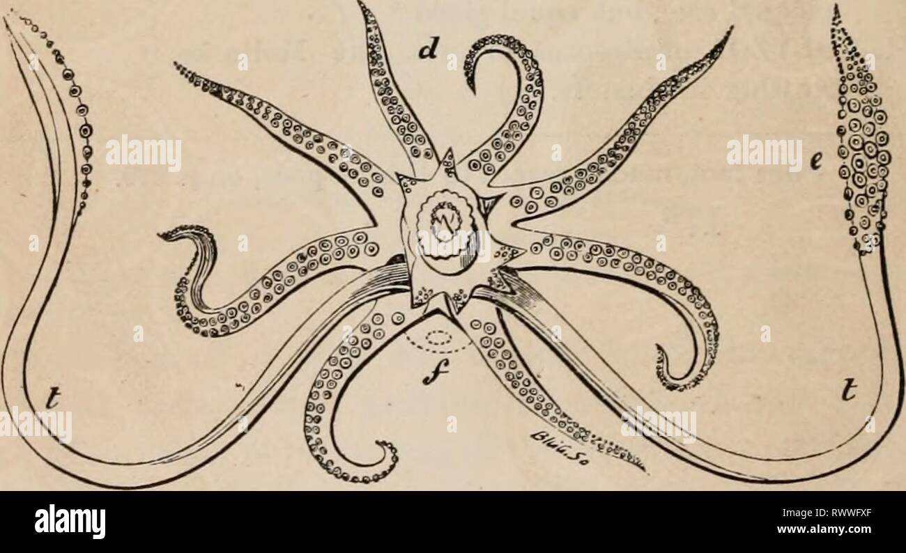 Éléments d'un des éléments zoölogy zoölogy : un livre elementsofzolo00tenn année : c1875 LA SECTION II. La classe des céphalopodes ou des céphalopodes. Sous-SECTION I. LES CÉPHALOPODES CONSIDÉRÉ COMME UNE CLASSE. Les Argonautes ou papier-marins, poissons de Seiches, calmars, et d'autres ont une bouche Cephalopoda, armé d'un gros bec, ressemblant à celui d'un perroquet, un grand œil sur chaque côté de la tête, et, entourant la bouche, longue, mus- culière aux bras ou tentacules, couverts de tasse-comme des sucettes, par laquelle ils s'accrochent avec la plus grande fermeté à ce qu'ils se saisir de. FIG. 530. Voir orale de la mandibule Banque D'Images