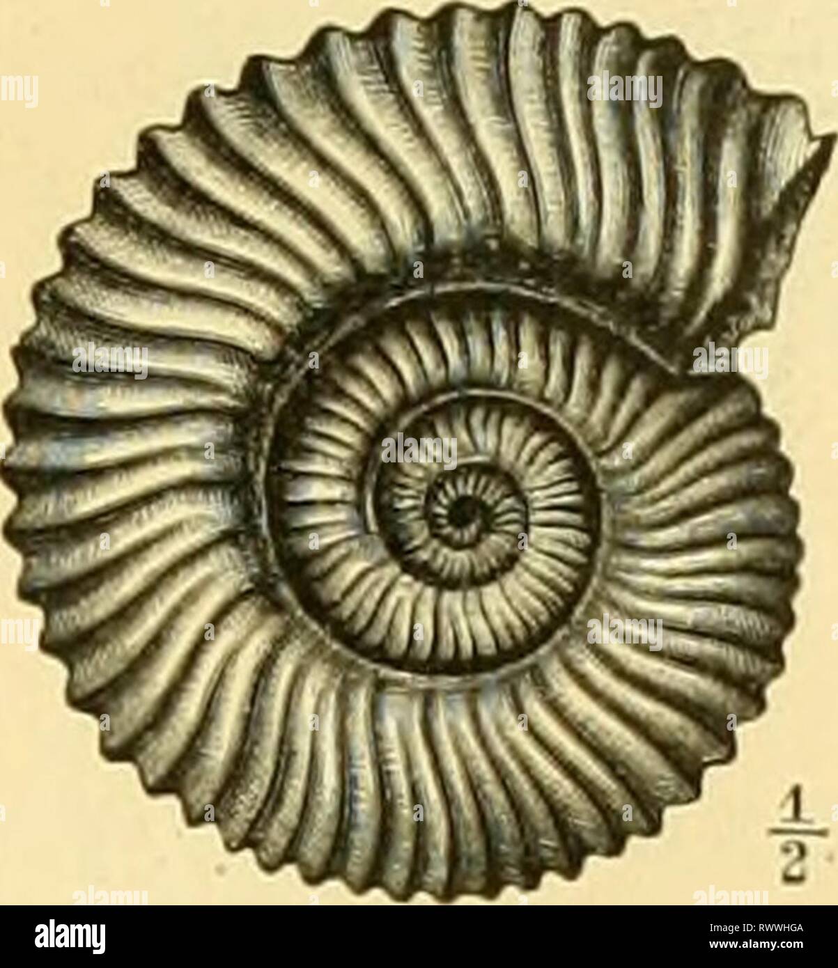 Elemente der paläontologie bearbeitet (1890) Elemente der palÃ elementederpal¤ontologie bearbeitet00stei Année : 1890 I. Thieneich. Â VII. Mollusques. Â 8. Klasse : Ceplialopoda. Ammonoiilea. 445 des Leitfoniien in Europa, Kimmeridge z. Slt, auch en Indien. -Â 1. acanthicmn PPO. (Fig. 538) 150 A, circunispiiiosum Qu. 'Â A. Vhlanili PPO. A. 1 KUppeli il'Orb. Des Leilformen in Europa, Kimmeridge z. Tli. auch dans .1. iDnijispiinan ét.) Indien. A. ctjclotum PPO. Tithon. SÃ¼Deuropa Alpengebiet und. Ein kleiner, Aussenfurche Seitenzweig durch eine unterschieden, ist als Waage- nia Neuni. abgetrennt. Banque D'Images