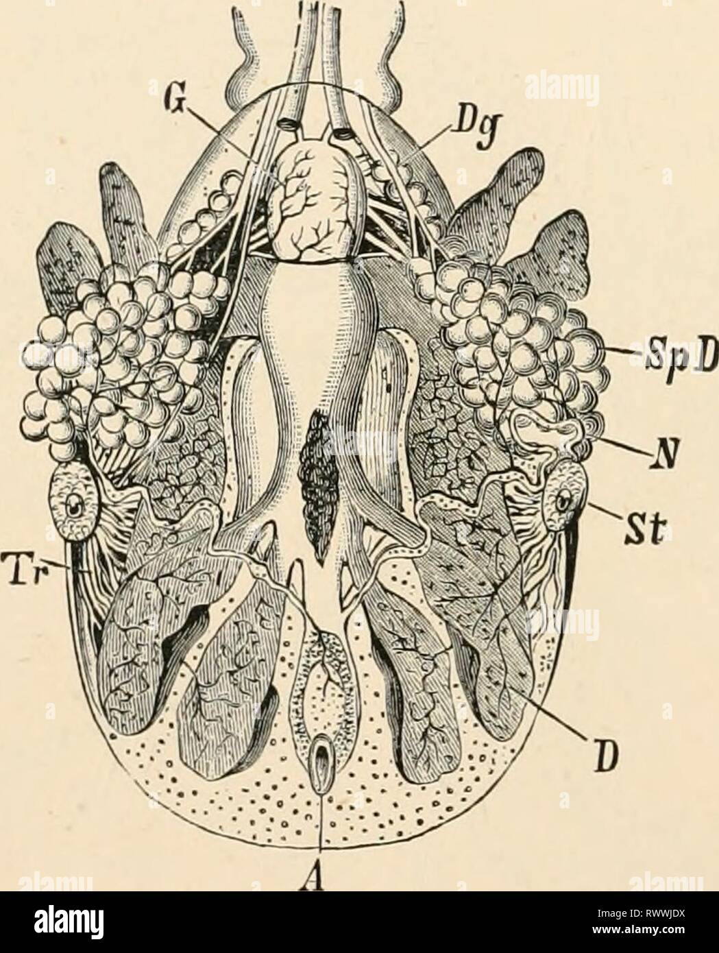 Texte-livre élémentaire de zoologie (1884) texte-livre élémentaire de zoologie0101elementarytextbo clau Année : 1884 400 ARACHNIDES. fusionnés avec le thorax. L'appareil est adapté pour mordre ou percer et coller,. La respiration, en règle générale, par le biais de la trachée. Le corps de la acariens est généralement petite et possède une forme non segmenté et stout. La tête, le thorax et l'abdomen sont soudés dans une masse commune (tig. 379). La forme de l'appareil buccodentaire varie extrêmement, et peuvent être adaptés, soit de mordre ou de perçage et de succion. Le chelicerse sont par conséquent parfois styles rétractiles, et Banque D'Images