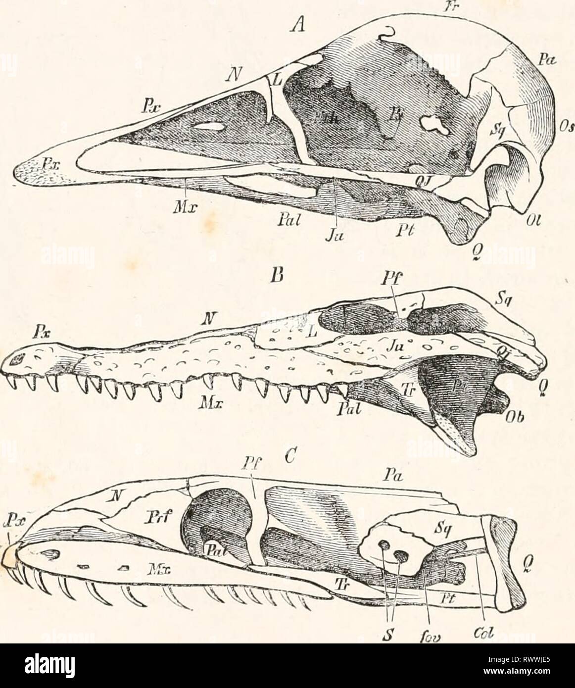 Éléments de l'anatomie comparée (1878) Banque D'Images