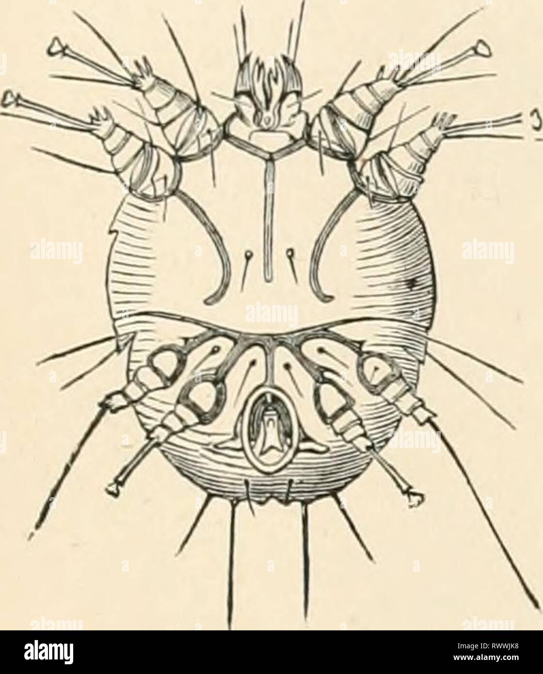 Texte-livre élémentaire de zoologie (1884) texte-livre élémentaire de zoologie0101elementarytextbo clau Année : 1884 ACARIENS. AW 493//'///Clap., sur les racines. Fecularum GrlycipTiagv& Guer.. sur les pommes de terre. 7r///&gt;nju/.t creusé., selon Megnin ami Robin, contient les formes larvaires, qui s'attachent aux insectes par leurs ventouses. Fain. Ixodidae. Les tiques. Habituellement plus d'acariens suceurs de sang, avec de forts bouclier dorsal et de grandes dents protractile, chelicerEe. L'pedipalpi sont thrce ou quatre aboutées et en forme de club ; leurs bases sont associées pour former un d'un Banque D'Images