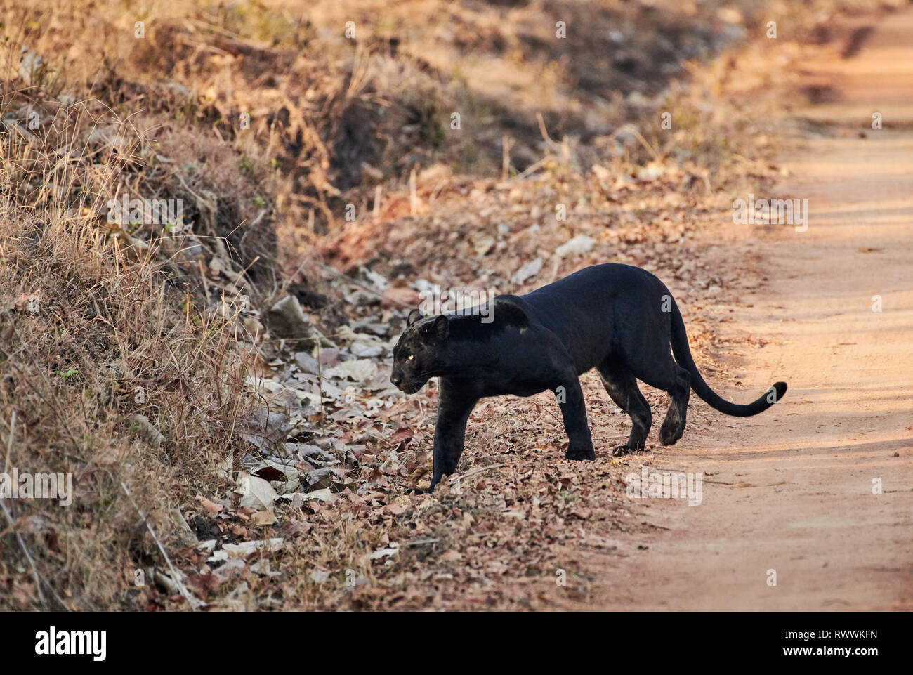 L'insaisissable Black Panther, melanistic leopard, Indiennes (Panthera pardus fusca), Guatemala City, la Réserve de tigres de Nagarhole, Karnataka, Inde Banque D'Images