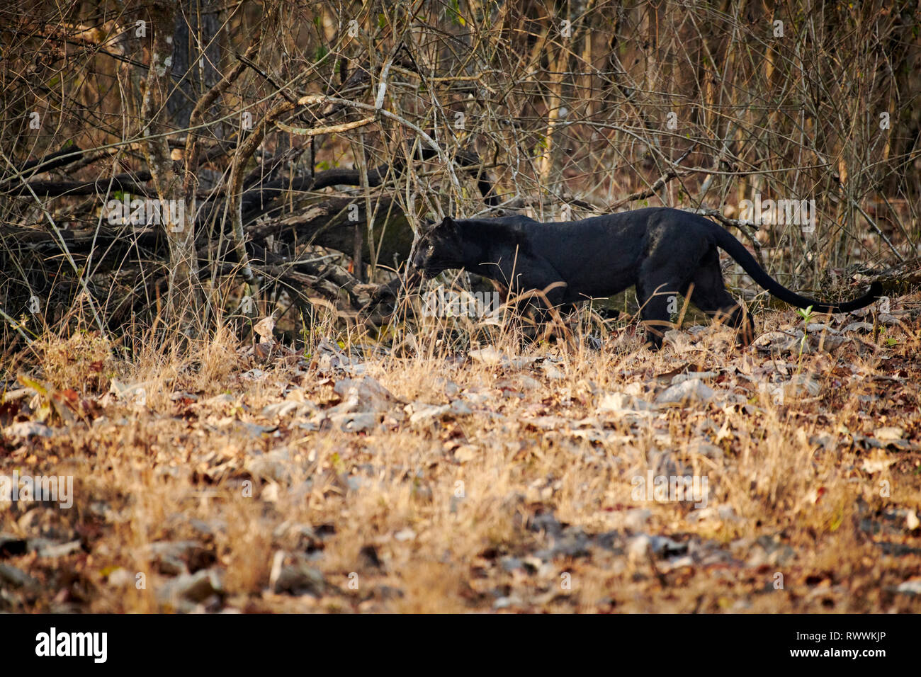 Tigre Noir Banque D Image Et Photos Alamy